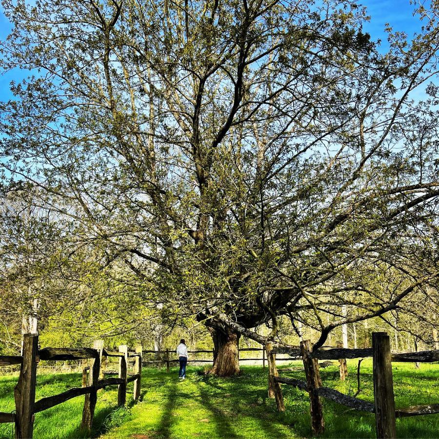 Bed and Breakfast Domaine De Fresnoy Loison-sur-Crequoise Екстер'єр фото